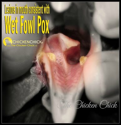 Chickens with fowl pox will often exhibit a drop in egg production, lack of appetite and/or weight loss in addition to the telltale lesions on the skin (dry fowl pox) or lesions inside the mouth and throat (wet fowl pox).