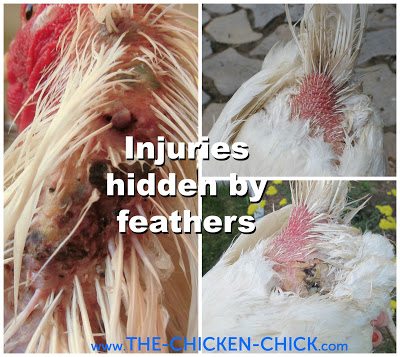 Skin injuries and other abnormalities can be well hidden by feathers. Part feathers all over the chicken's body to inspect the skin, which should be free from mites, lice, lacerations, lumps, injuries from roosters' nails during mating, fly larvae/maggots, etc.