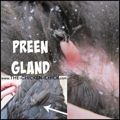 The preen gland should be free from lumps or appear blocked. The skin surrounding the preen gland should be parasite-free.