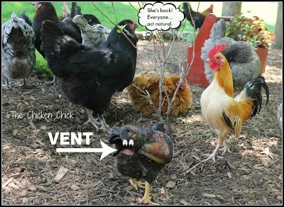 The vent should be clean and moist, not wet; there should be no discharge or accumulations on the area surrounding the vent. The shape will look like a vending machine coin slot if a hen is in lay, it will look more like a circle if she is not in lay. The vent should not protrude, be bloody or dry.