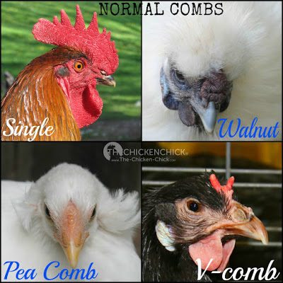 The comb and wattles should be red and correct for the breed. If a chicken's normal comb is usually upright, it shouldn't be flopped over, if it's usually full or plump looking, it shouldn't be shriveled.