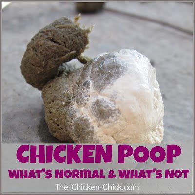 Often the first sign of a health problem will be unusual droppings. Learn to recognize which droppings are normal and which are abnormal.