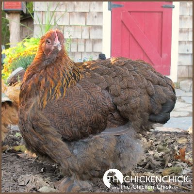 Pendulous Crop in Backyard Chickens  Chickens backyard, Chickens, Crop bra