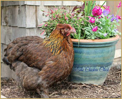 tinkare Chicken Bra for Pendulous Crop Hen Rooster Poultry Chicken