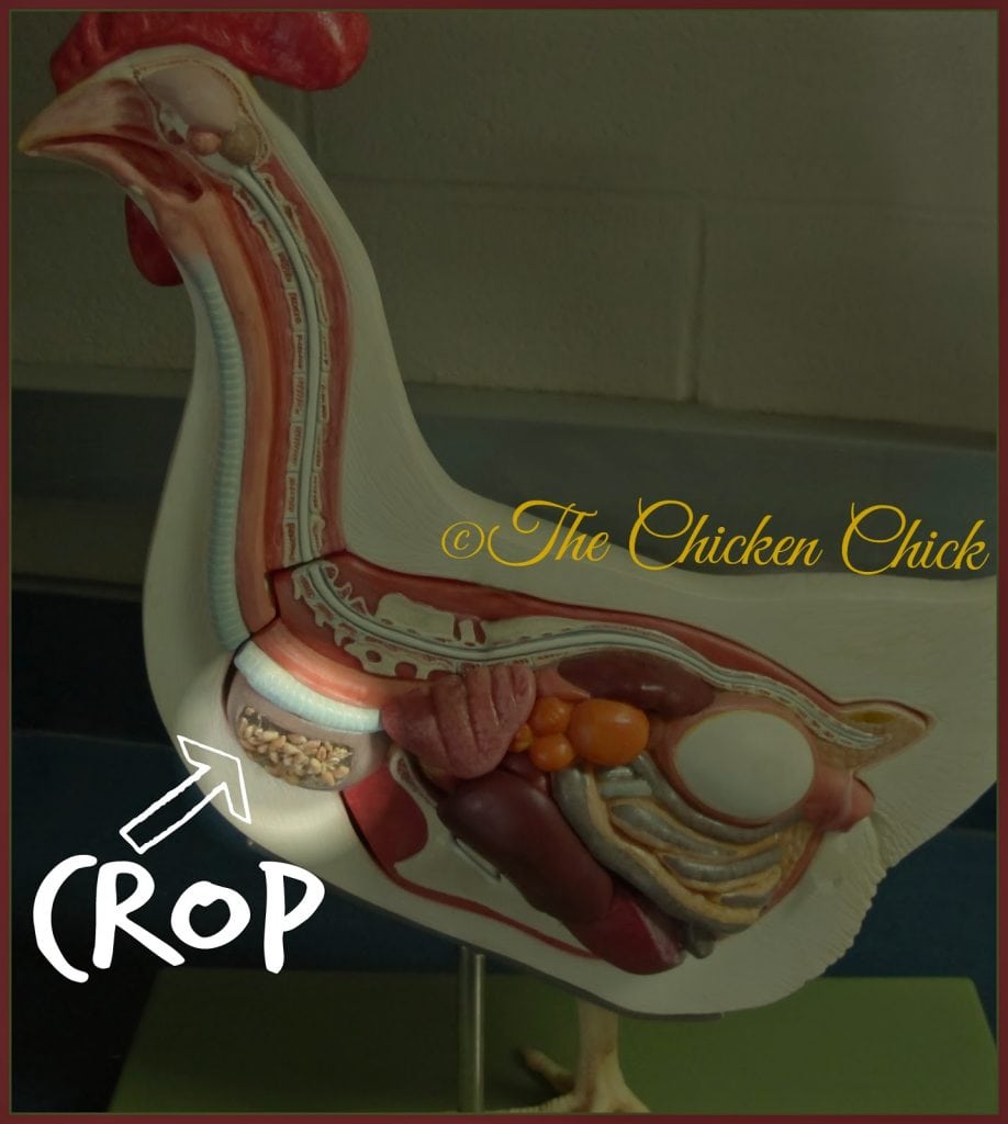 Anatomical model of chicken with crop highlighted