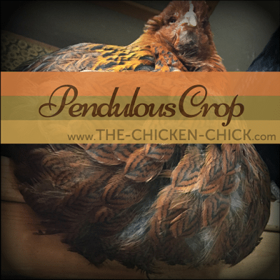 Pendulous Crop in Backyard Chickens