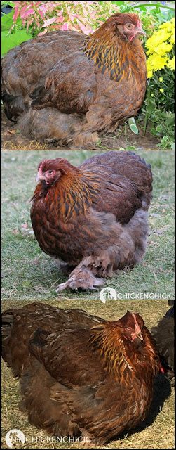 tinkare Chicken Bra for Pendulous Crop Hen Rooster Poultry