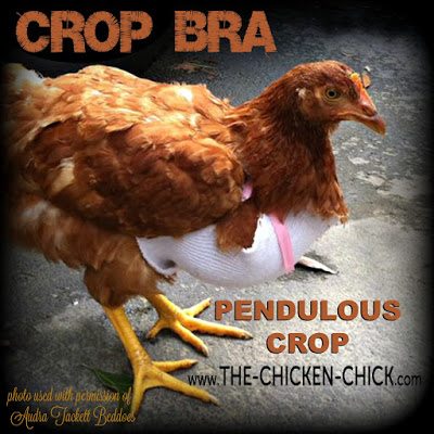 If detected early, in some cases a sling can be fashioned to support the sagging crop muscle. 4" Vetrap used to create gentle, even support can help keep the crop in its proper anatomical position. Chickens with pendulous crop remain at risk for sour crop