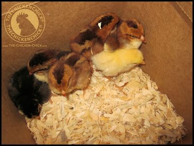 Unwell, injured, cold, hungry or lost chicks often huddle together while awake.