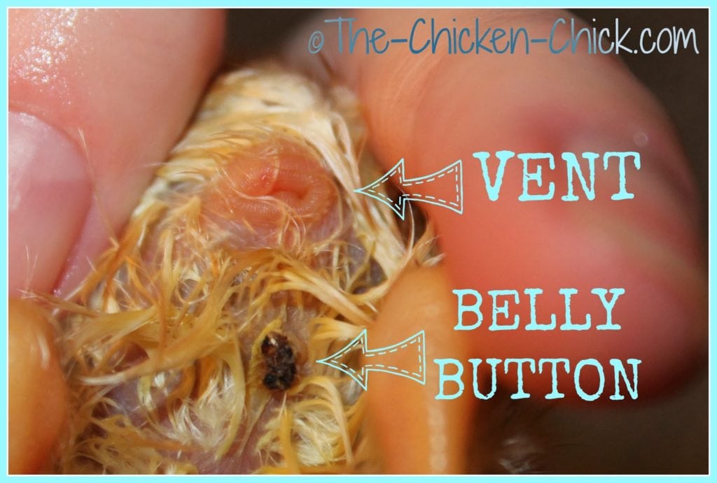 Chick anatomy belly button vs vent