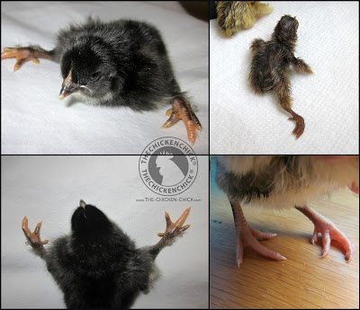 A healthy chick's feet and legs will be straight and they will stand tall. A chick with crooked toes or legs positioned oddly will need special care and while it may not necessarily be unhealthy, such deformities sometimes signal other underlying conditions that cannot be seen and may not be capable of correction.
