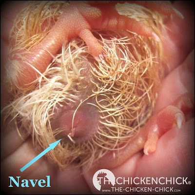 The navel on this newly hatched chick has a tiny bit of yolk sac string attached outside the body cavity. 
