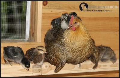 When chicks are cold, they tuck into her feathers and stay warm until they choose to venture out to eat, etc. After the first week, chicks spend less and less time underneath their mothers. When they get chilly, they simply crawl back underneath their walking feather-bed.