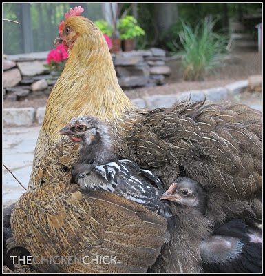 How Hot Is Too Hot for Chickens? – Mother Earth News