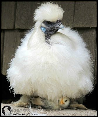 Watch a Mother Hen Enjoy a Meal With Her New Chicks [Video