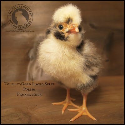 Healthy Polish chick: bright eyes, straight toes and legs, erect posture.