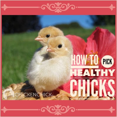 Tips for Selecting Healthy Chicks via The Chicken Chick®