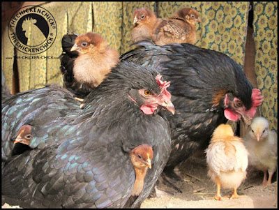 A terrific alternative to artificial incubation is having a broody hen do all the work for you! It's not as simple as it sounds so do some homework and figure out whether it's workable in your flock.