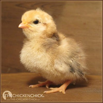 Un pollito sano es relativamente tranquilo. Los pollitos felices y cálidos pueden pitar suavemente, pero no constantemente y no de forma quejumbrosa. Un pollito que tiene frío, hambre, dolor, enfermedad o está perdido emitirá un sonido 