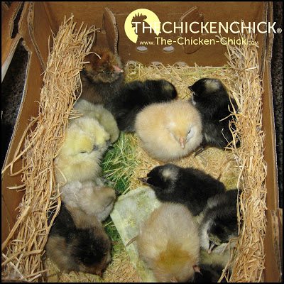 When buying my first chicks, I chose an online company based near my home in Connecticut because I believed erroneously that the chicks would have a shorter trip home from the company in Connecticut than if I ordered through a hatchery in a different state. I had no idea My Pet Chicken was not a hatchery- but rather, a merchant taking orders and passing them on to hatcheries- That was disappointing to me, so, if transparency matters to you, ask if it is not apparent from the company's website that they are a hatchery or not. Know who you're buying from and what they do for the money you're paying.