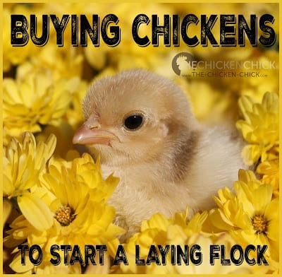 So, you've decided you'd like to raise backyard chickens for eggs and you've thought about the coop, the breeds you might like and learned how to care for the chicks, now you need to decide where to get the chickens!