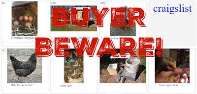 Buyer beware: auctions, swaps, fellow chicken keepers, poultry shows, newspapers and Craigslist are all risky places to get chickens.