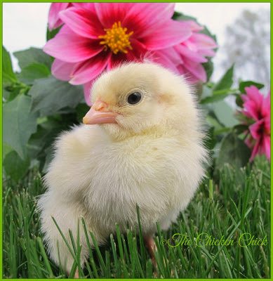 This is a healthy chick, alert and standing upright with bright eyes.