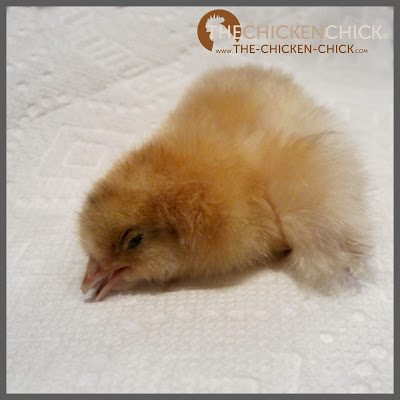 A healthy chick's eyes are open, alert and bright. An unhealthy chick may have a thousand-mile stare, may not react when approached, may appear sleepy most of the time or crusted shut.