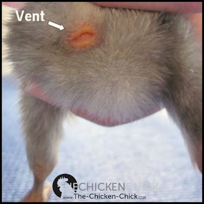 VENT: the opening to the cloaca from which droppings are eliminated