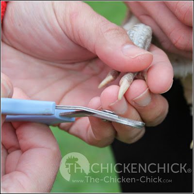 A chicken's nails contain a vein that will bleed if the nail is trimmed too far towards the toe, so keep styptic powder at the ready while trimming.