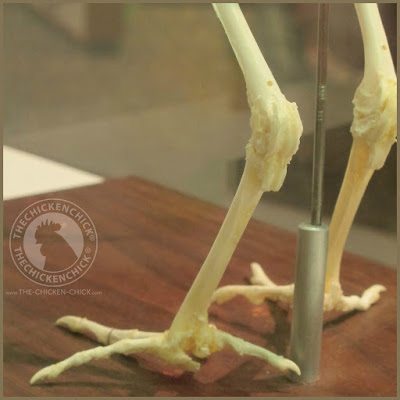 Laying hens store calcium in specialized bones called medullary bones. Think: sponge-like bone filled with calcium inside a hard, hollow bone. (The hard bone is the cortical bone, which is responsible for strength and stability).