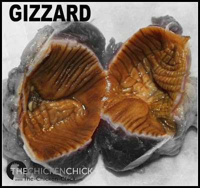 The gizzard is a muscle in a chicken’s digestive tract responsible for grinding fibrous food with the help of grit (sand/stones/oyster shells, etc.)