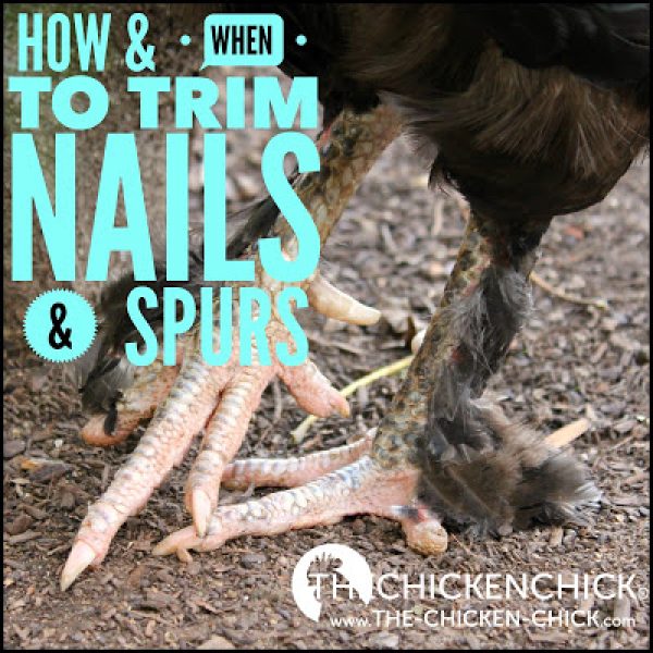 When and How to Trim a Chicken's Nails & Rooster's Spurs