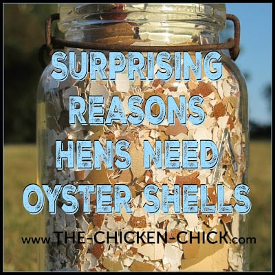 The Surprising Reasons Hens Need Oyster Shells
