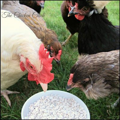 The most common sources of calcium carbonate fed to laying hens are crushed limestone and oyster shell. Commercially prepared layer feeds ordinarily contain limestone, while oyster shell is usually offered to hens by chicken keepers as a supplement to the layer feed.