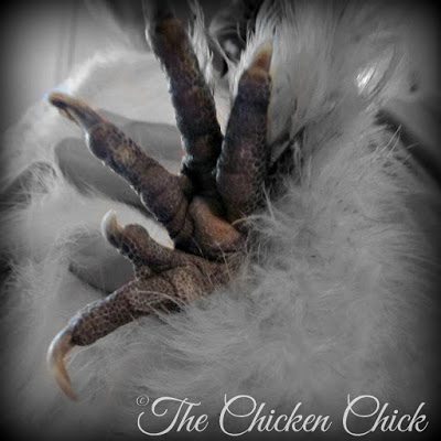 Some breeds, including Silkies, have extra toes that grow in funky directions, requiring periodic nail clipping.