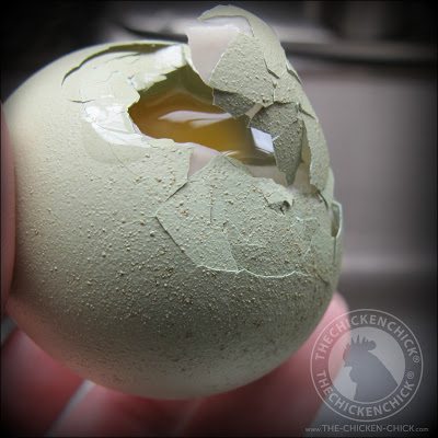 If laying hens don’t get calcium when they need it, they will steal from the calcium stash inside their cortical bones to produce eggshells. This calcium theft can cause brittle bones that fracture easily and in the most severe cases, the inability to stand (aka: caged-layer fatigue).