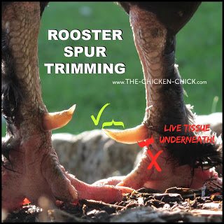 When and How to Trim a Chicken's Nails & Rooster's Spurs