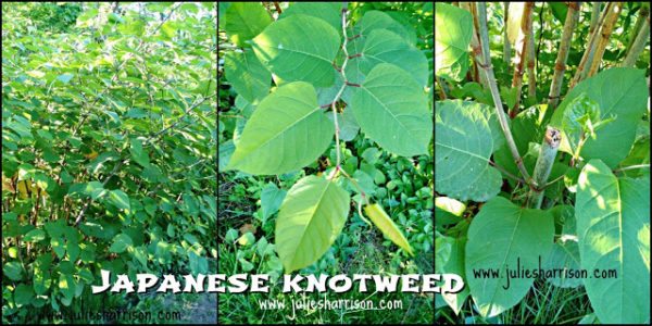 Weed Warfare | The Chicken Chick®