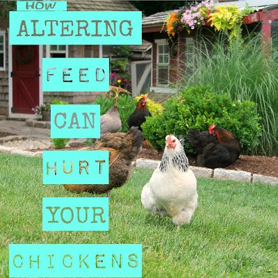 How Altering Feed Can Hurt Backyard Chickens