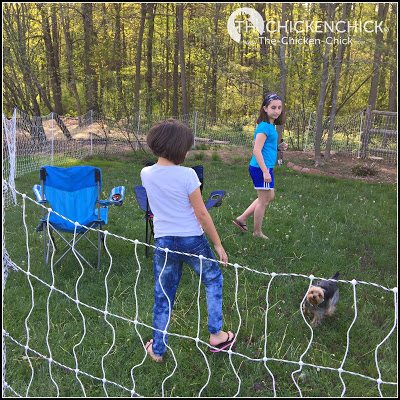 We got 200 feet of netting, which turns out to be much more than we need for the Polish girls, but we use the other section not charged to give our Yorkie, Milo, some off-leash space to run in the side yard.