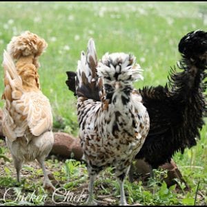 Polish pullets