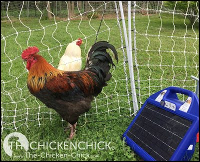 Poultry Fencing