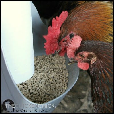 Adding unnecessary supplements to a quality commercial chicken feed can endanger the health and lives of backyard chickens.
