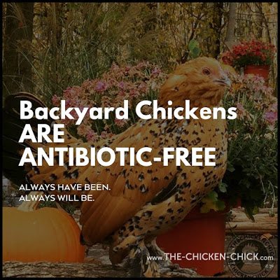 Chicken keepers should not be shamed into avoiding antibiotic use when medically necessary as determined by a veterinarian for fear of being judged by some contrived standard of what is "natural."
