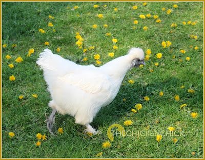 Sick chickens should not be treated with any medication without knowing the cause of the symptoms; randomly medicating a sick bird can make their condition worse, create new problems and cloud the ability to determine the real problem.
