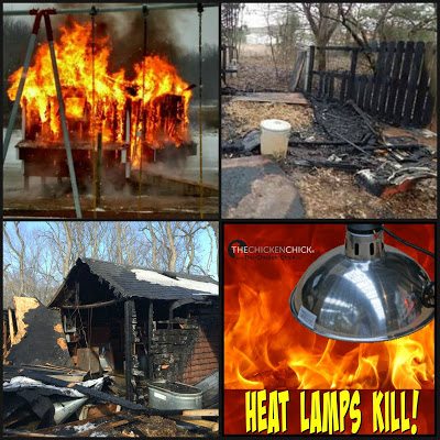 heat lamp in chicken coop at night