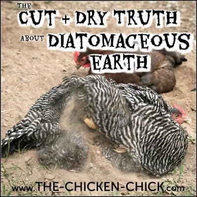 The Cut & Dry Truth about Diatomaceous Earth DE & Chickens
