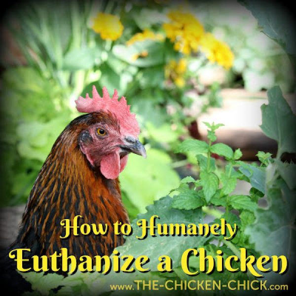 How to Humanely Euthanize a Chicken The Chicken Chick®