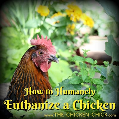 How to Humanely Euthanize a Chicken by Dr. Mike Petrik, The Chicken Vet